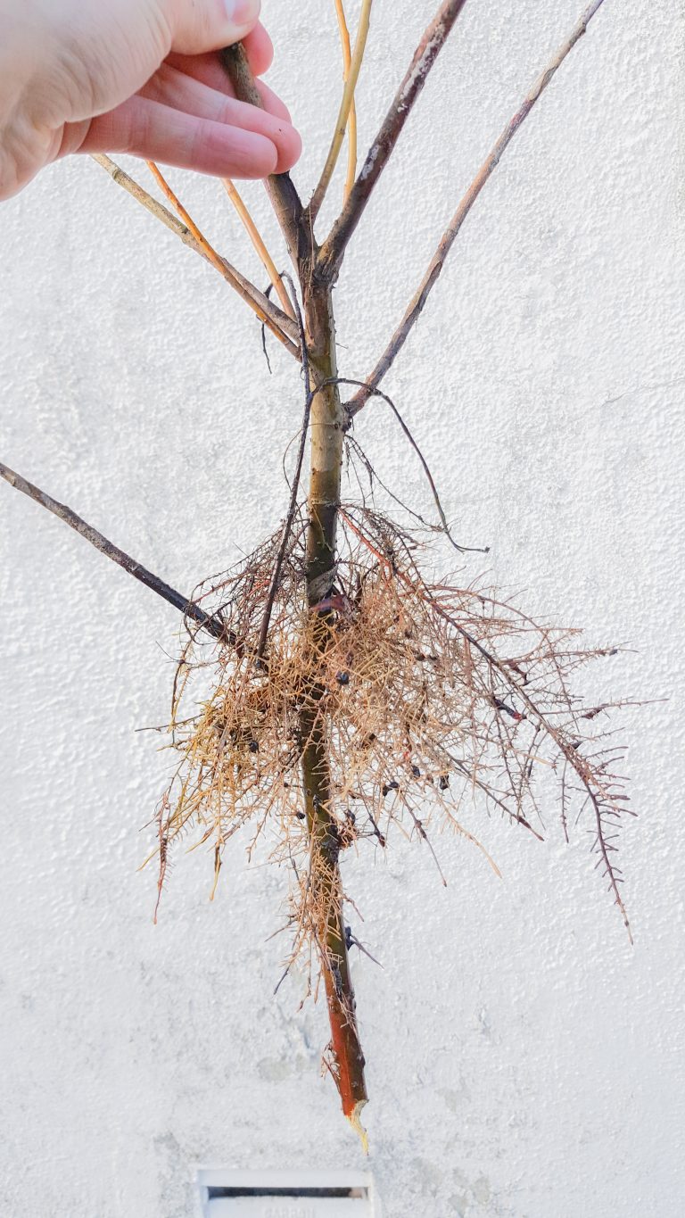 Ayrshire Rivers Trust Willow/Earth Auger Trial