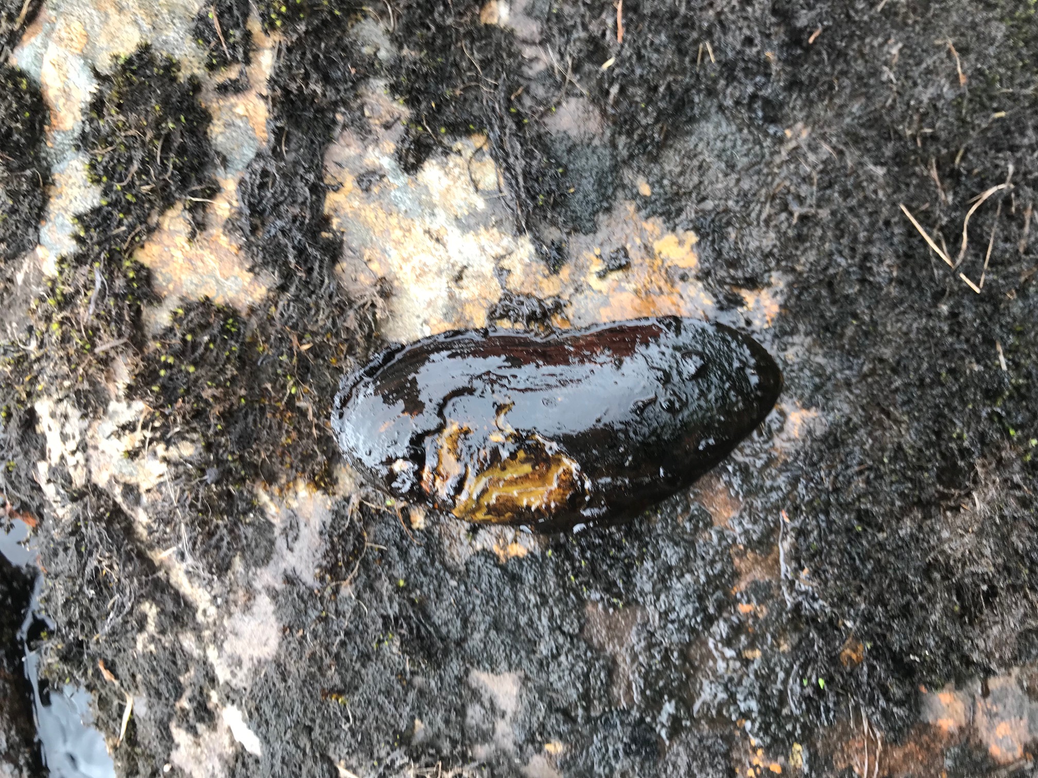 Ayrshire Rivers Trust Freshwater Pearl Mussel Surveys in Ayrshire