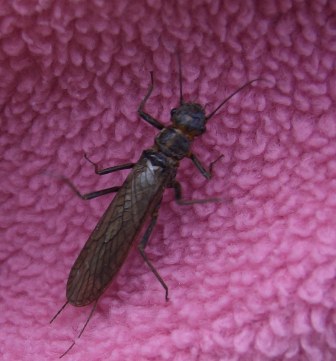 Adult stonefly