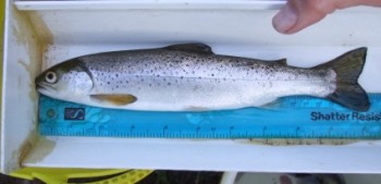 Big sea trout smolt
