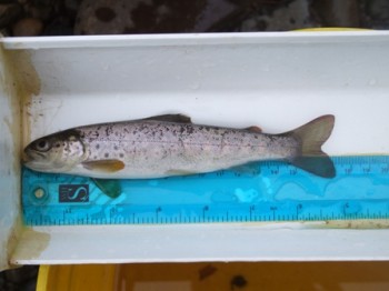 Sea trout smolt
