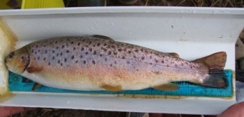Stockie brown trout