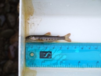 small salmon parr