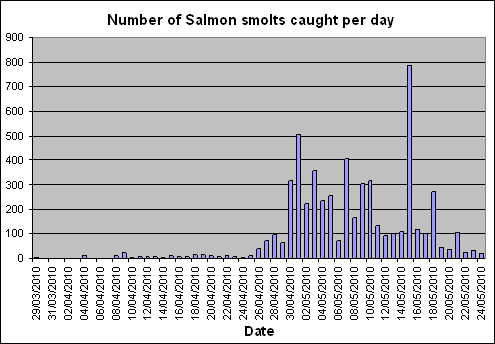 Daily salmon smolt catch