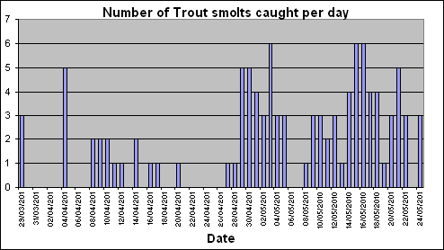 Daily trout smolt catch
