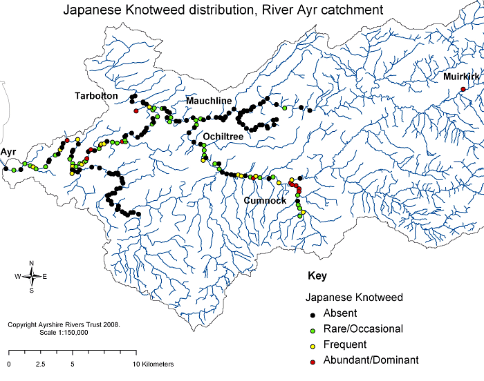 Japanese knotweed on River Ayr