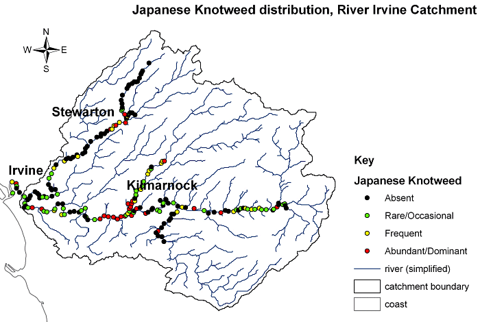 Japanese knotweed on River Irvine