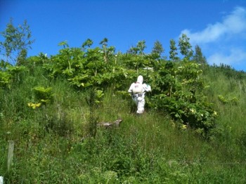 Giant Hogweed Control - Doon catchment, Springwater Fishery