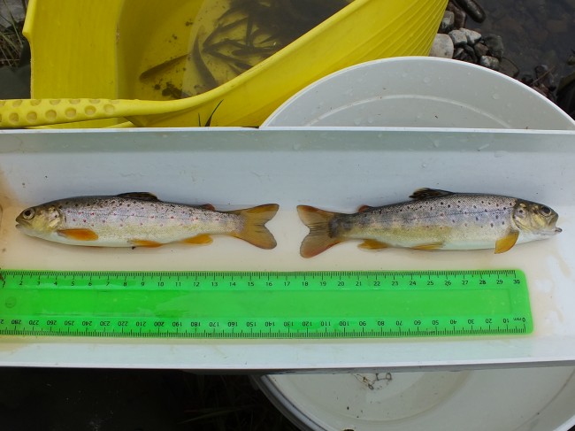 Two trout only 2mm different in length but look at the difference in their condition/shape. The fish on the right was  doing rather better than the other