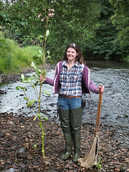 Helen holding a tall Himalayan Balsam plant pulled at Cairnhill today. Helen is about 5'9" tall so this plant easily exceeds 6'. It was clearly visible above native bankside vegetation. Keep a look out and take a minute to pull any you see.