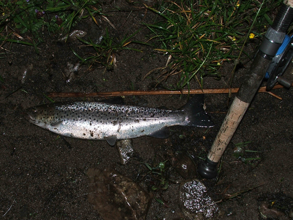 A small sea trout / finnock caught at dusk about to be returned.