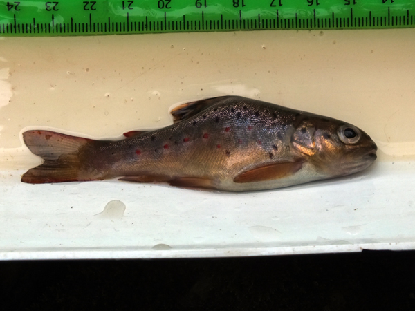 Almost resembling a fancy goldfish, this wee parr is perhaps the weirdest looking trout I've ever come across.