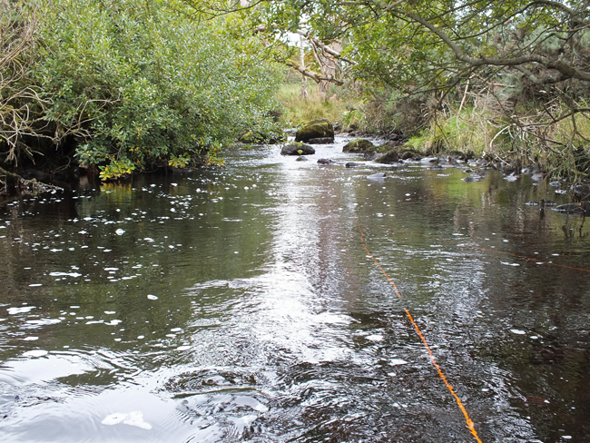 One of our sites on the Burnock where trout are plentyfull