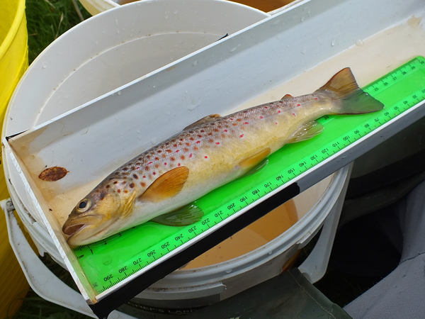 One of two very nice trout from below the bridge