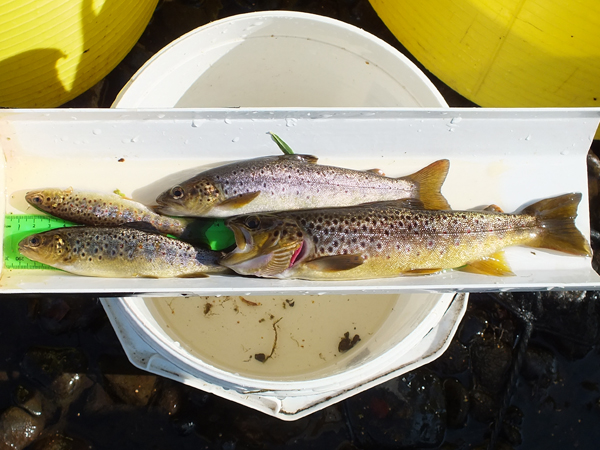 2 wild (larger) and 2 stocked trout from the Glenmuir.