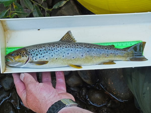 A cracker of a trout from the Glenmuir and as wild as can be.