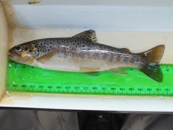 A stunning wee trout from the Skelmorlie Water
