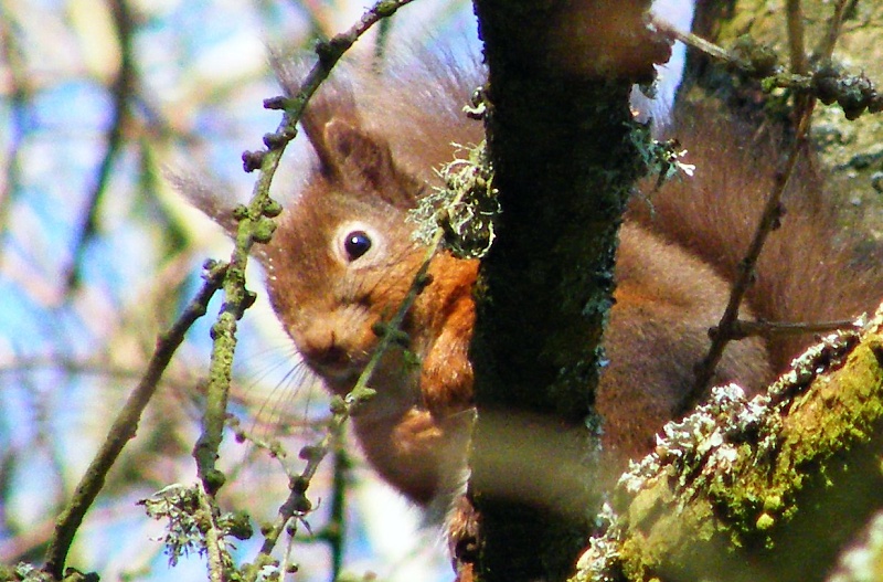 Red squirrel in tree