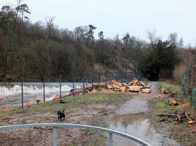The large tree beside the fish pass fence has been felled. 