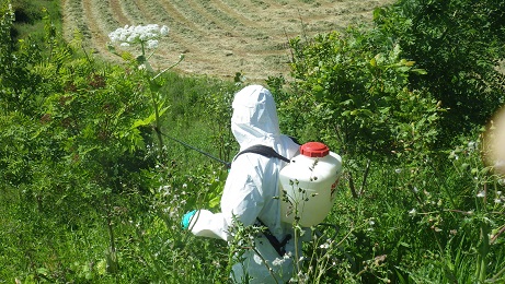 CIRB Tenders – Japanese Knotweed 2014 – Deadline extended