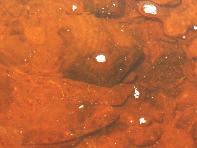 A salmon parr downstream of the culvert