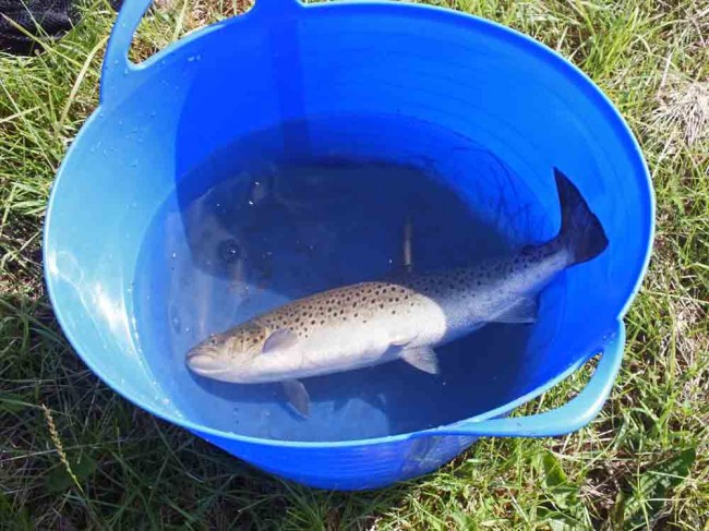 A 3lbs sea trout which was dying caught from the lower Girvan this morning