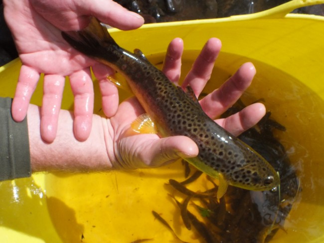 A nice brown trout caught while surveying the upper river