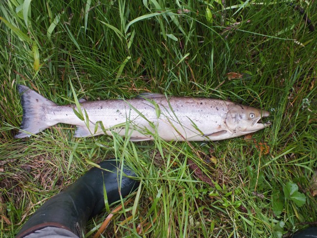 The only adult salmon found dead today. (9 - 10 lbs in weight)