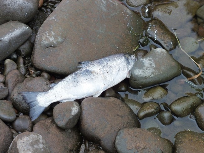 Yet another sea trout dead. 