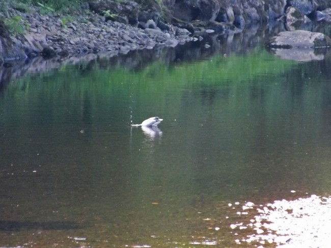 We saw about 6 herons in around a mile of water when at the Stinchar. They have been having a feast.