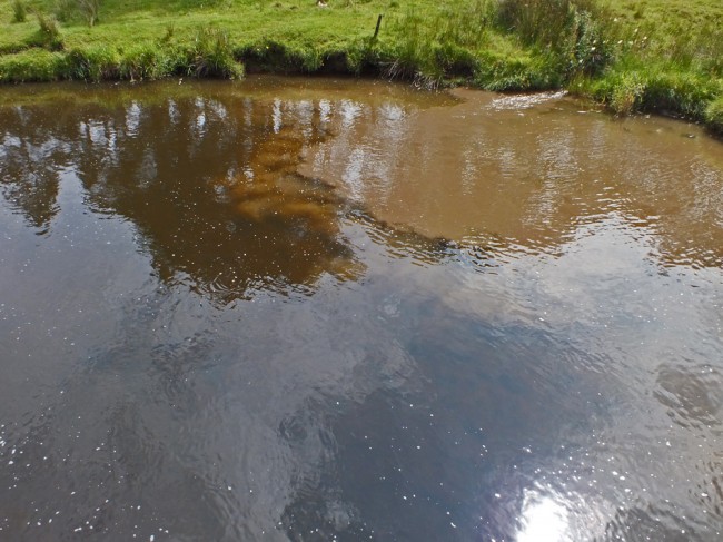 Pollution arising from the Powharnol Burn upstream of Nether Wellwood Bridge. This type of pollution we believe to be cattle driven and reduces water quality and spawning success. SEPA are investigating this incident following our complaint.