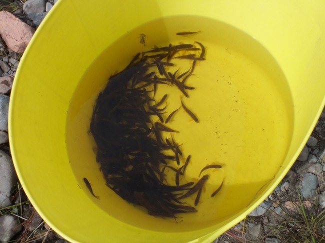 A mass of fry in the bottom of the bucket. A great way to start the day. 