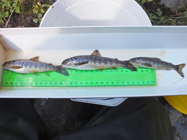 Three salmon parr. Two of which were very fat salmon parr and doing well. 