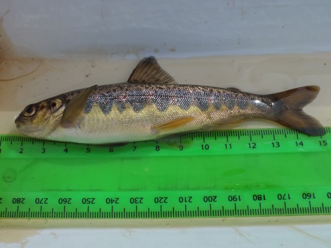The single salmon parr found at the second site