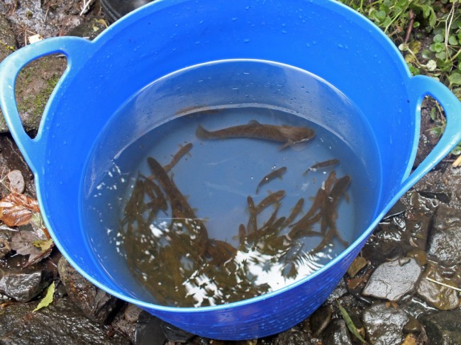 99 trout and 1 salmon in the bucket after the survey. They were all released unharmed.