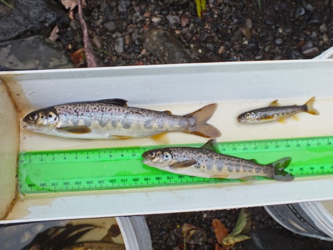 I expect these will prove to be 3 year classes of salmon