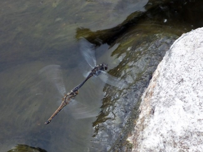 There were a lot of dragonflies mating and laying eggs on the wet edges of the rocks. 