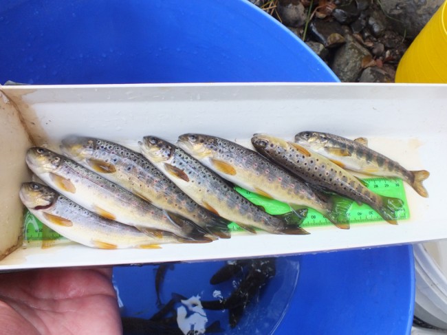 Just some of the trout (and a salmon) from the deeper hole I fished briefly.