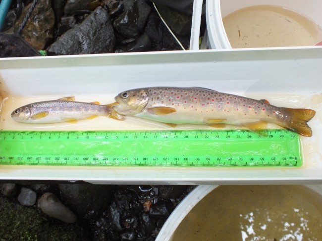 Two lovely trout from the Paduff