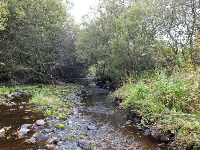 This wee site on the Upper Glen Water produced 20 salmon and just 7 trout