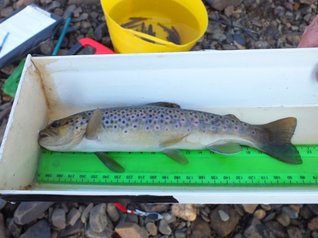 The best trout from the upper Ponesk this morning
