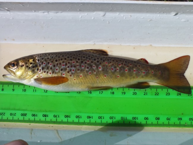 A stunning trout from below the willows