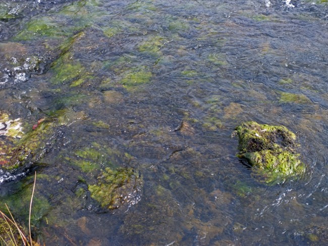 The bed of the river where salmon should be spawning in little more then a couple of months. The substrates are of suitable size for spawning but the condition of them may reduce success.