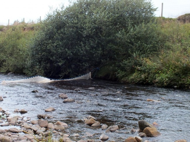 The lower end of the Glenmuir gravel extraction site. Habitat is good for both fry and parr but to ideal for trout.