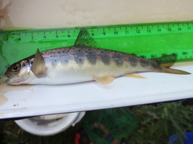 A stunning salmon parr from Mill Bridge site. Just look at the condition of this fish