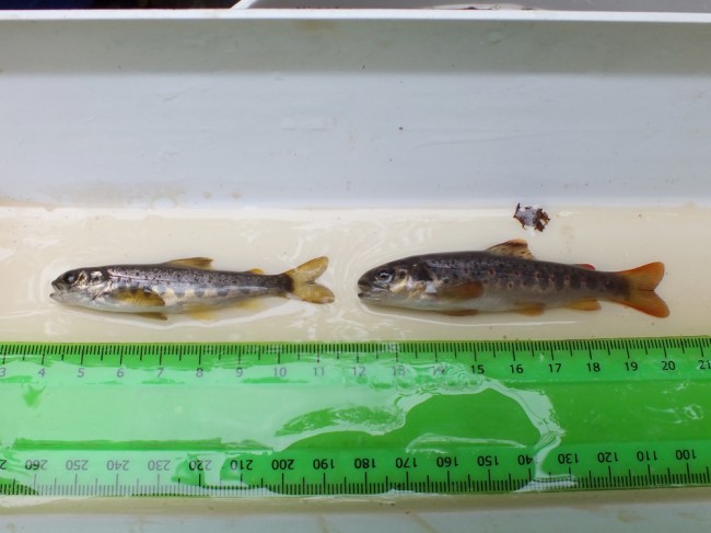 A good comparison of salmon and trout fry from the site.
