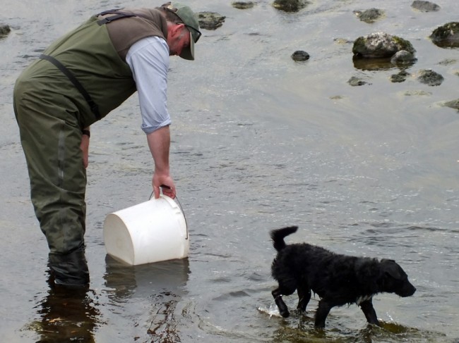 Brewster helping to scatter the fish once they were released back into the burn