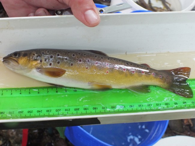 A cracking trout that we extracted from behind some corrugated iron sheeting abandoned in the burn. This just goes to show that good habitat comes in many forms and although litter, we fished about 6 or 7 trout from this same spot.
