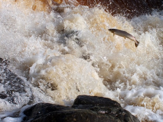 A nice trout leaping at the rock armour