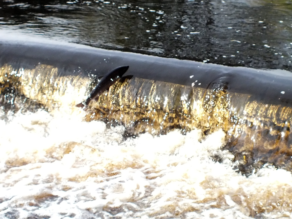 Salmon at Holmhead Weir